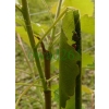 Byctiscus populi (Linnaeus, 1758) Tutkarz osinowiec